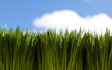 Fototapeta premium Green Grass and sky