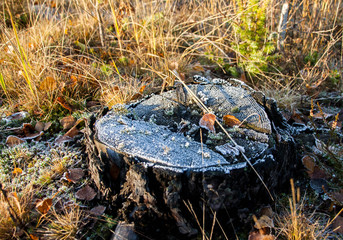 Fototapeta na wymiar Lactarius mushrooms in the autumn forest