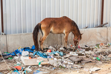 A horse in Thailand stands in the waste and its own excrement.