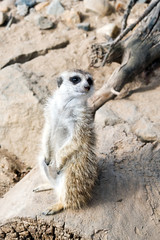 Meerkat or suricate
