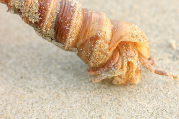 Hermit Crab in a screw shell on wet sand of a tropical sea beach, selective focus. India.