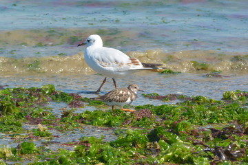 Möwe am Strand