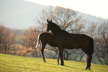Mare in the pasture with a young horse