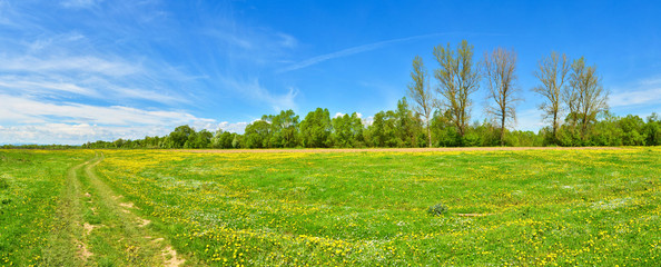 Fototapeta premium Green meadow with dandelions