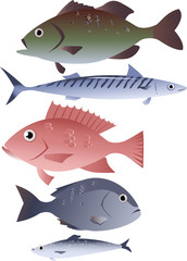 Popular species of commercially harvested fish, including bass, mackerel, snapper, tilapia and herring, EPS 8 vector illustration, no transparencies, isolated on white