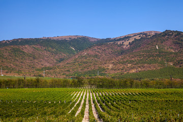 Виноградники на фоне гор