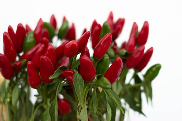 Obraz premium Rosso Peperoncino