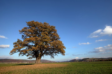 Alte Eiche im goldenen Herbst 