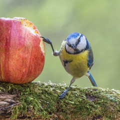 Blue tit and apple