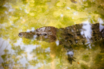 Alligator floating in a pond.