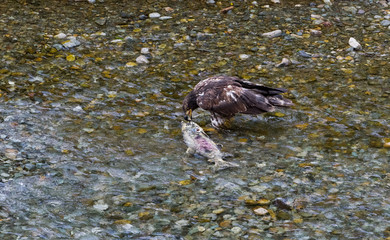 Bald eagle eating salmon
