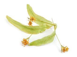 Obraz premium linden6