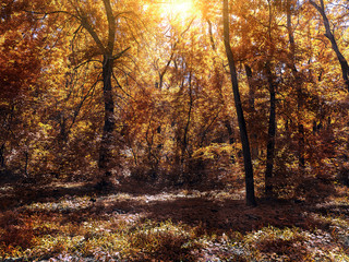 Fototapeta na wymiar small clearing in the autum forest lit by the sun