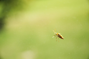 beetle on window