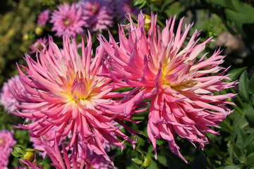 Pink Dahlia flowers