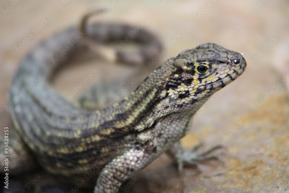 Poster a Bahamian curly tail lizard