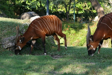 An African Bongo © elvis santana