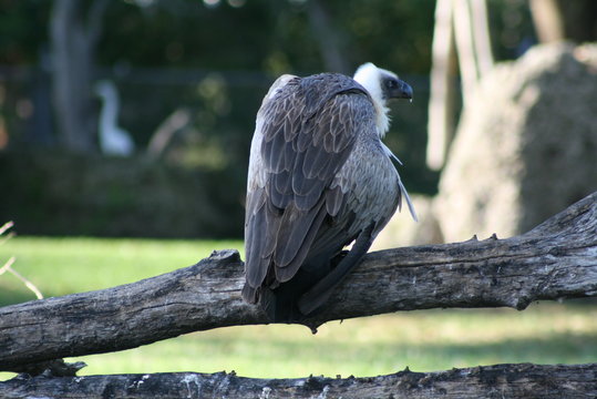 african white-backed vulture