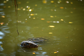 Asian water monitor in water