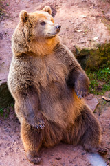 Braunbär