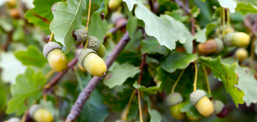 Oak with with acorns / Oak with with acorns