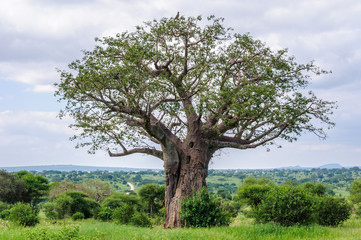 Adelaar op een baobabboom in het Tarangire Park, Tanzania