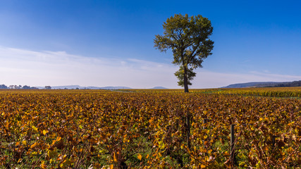 chêne dans les vignes