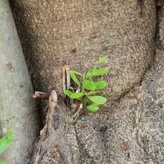 small leaves on a tree in spring