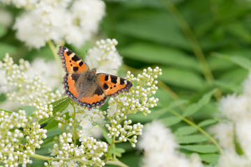 Butterfly on a white flowers