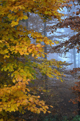 Laubwald im Herbstnebel