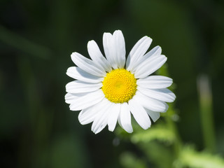 Daisy flower in bloom