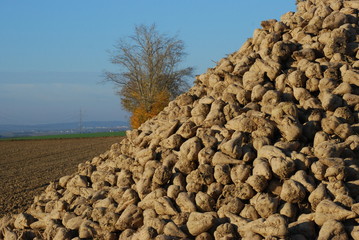 Zuckerüben Miete im Herbst