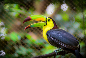 Colorful keel-billed toucan bird