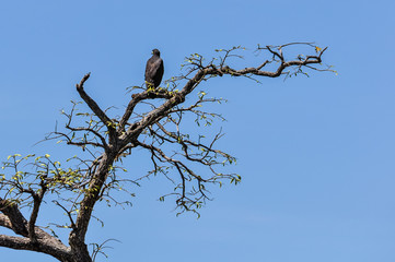 Black eagle in the Amazon Rainforest, Brazil