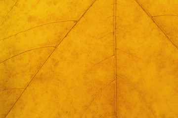 texture pattern of autumn leaves, gold with dark  spots