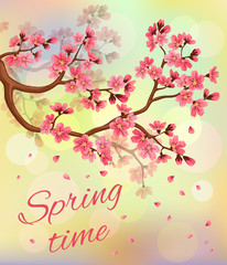 Spring background with branch of cherry blossoms and fall petals