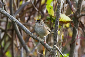Golden-crowned Sparrow