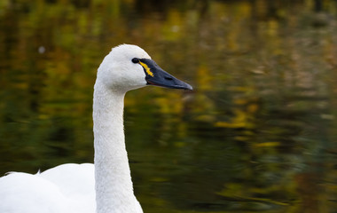 Obraz premium Tundra Swan