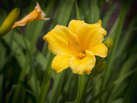 Fototapeta Daylily in bloom