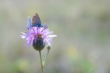butterfly on a flower