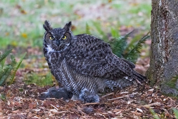 Great Horned Owl