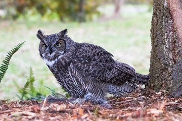 Great Horned Owl
