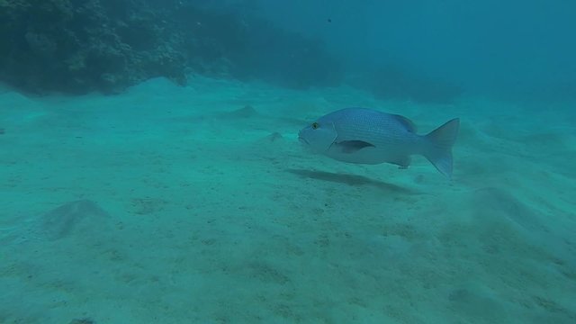 doppelfleck schnapper fisch am grund des meeres
