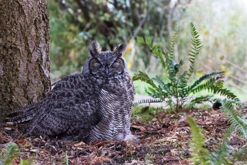 Great Horned Owl