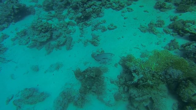 doppelfleck schnapper dreht stelle grund des meeres
