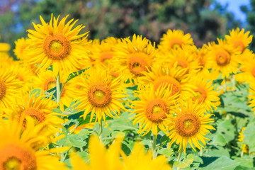 Obraz premium Sunflowers
