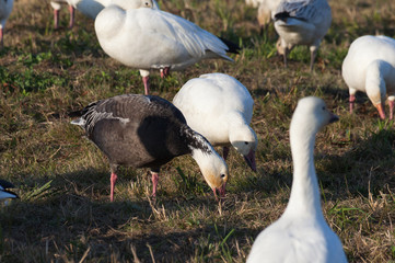 Snow Goose and Blue Geese