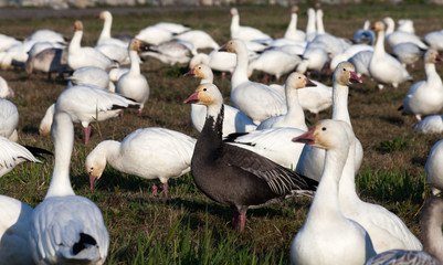 Snow Goose and Blue Geese