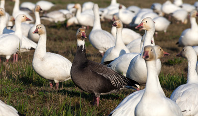 Snow Goose and Blue Geese