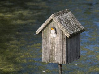 Juvenile Swallow in nest waiting to be fed